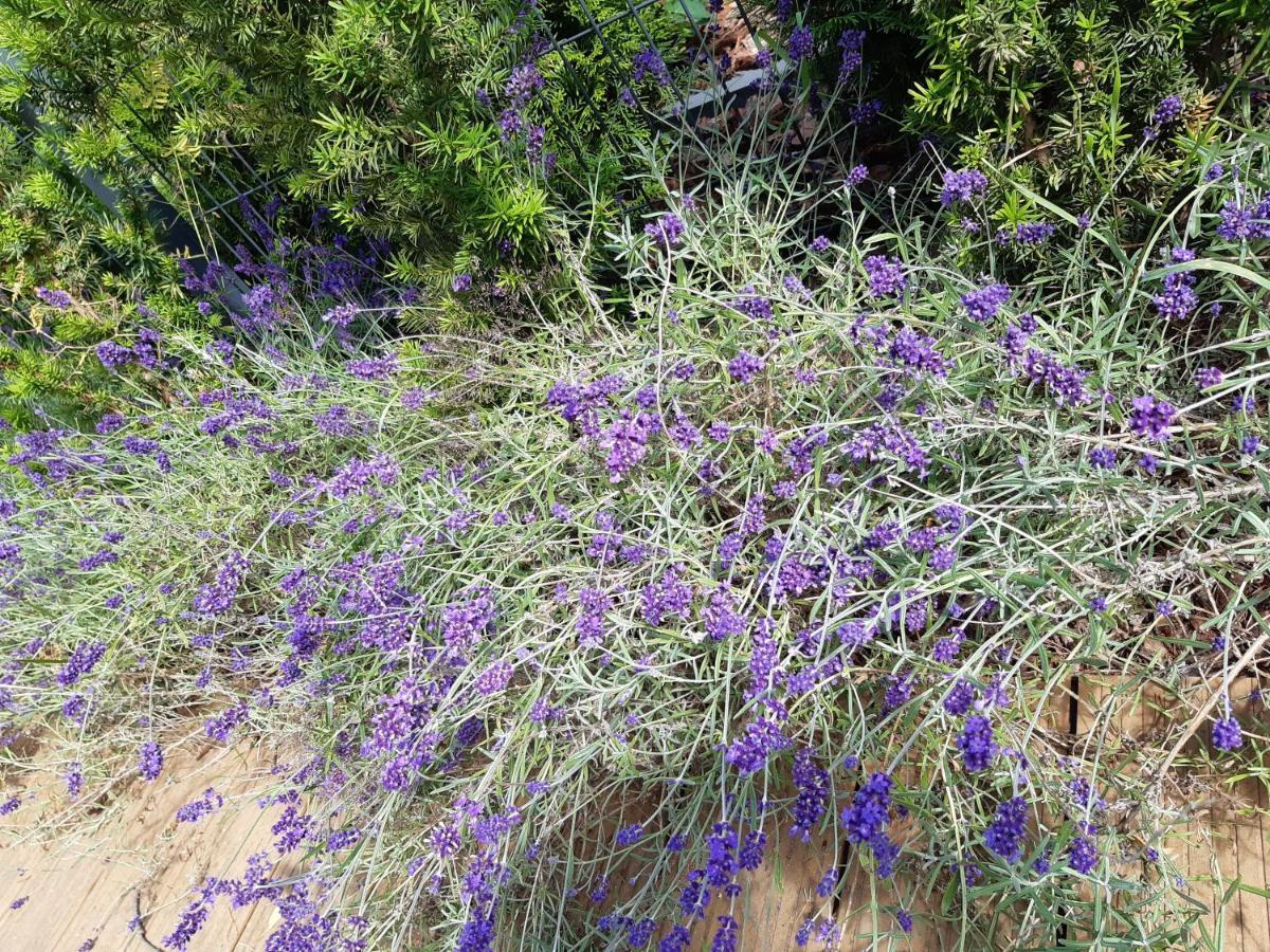 Sea Suite Garden & Pines Łukęcin المظهر الخارجي الصورة